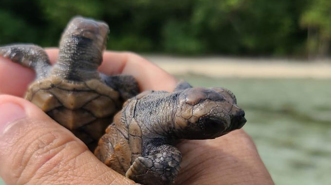 baby turtle hatching karimunjawa indonesia