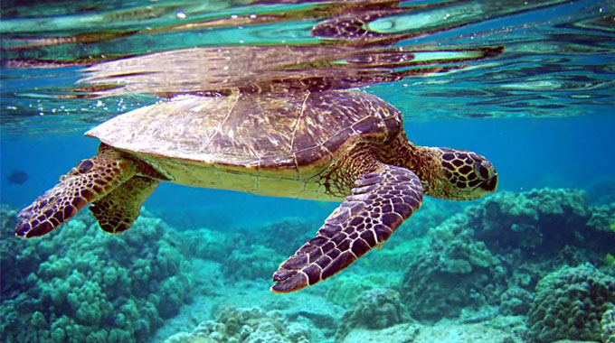 swim with green turtles in menjangan besar karimunjawa
