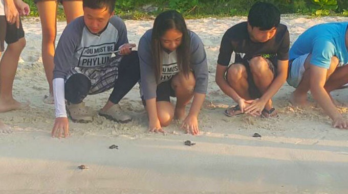 sea turtle conservation karimunjawa