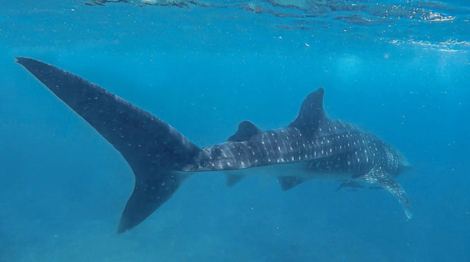 swim whale shark karimunjawa java indonesia