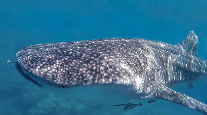 swim whale sharks karimunjawa java indonesia