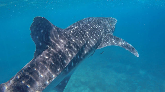 swim whaleshark karimunjawa java indonesia