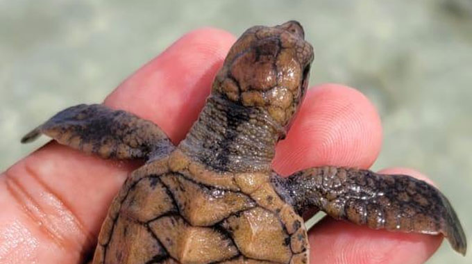 turtle hatching karimunjawa indonesia